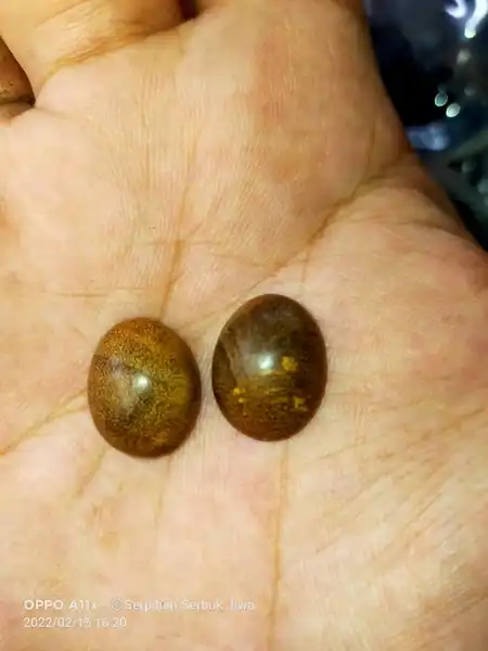 Galih pepaya Teras betik