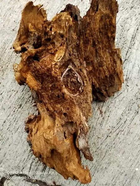 Galih gandul Ringin Sepuh Mataram Sunan Kalijaga