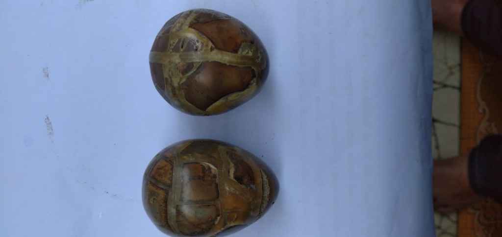 Batu Telur Tapak jalak