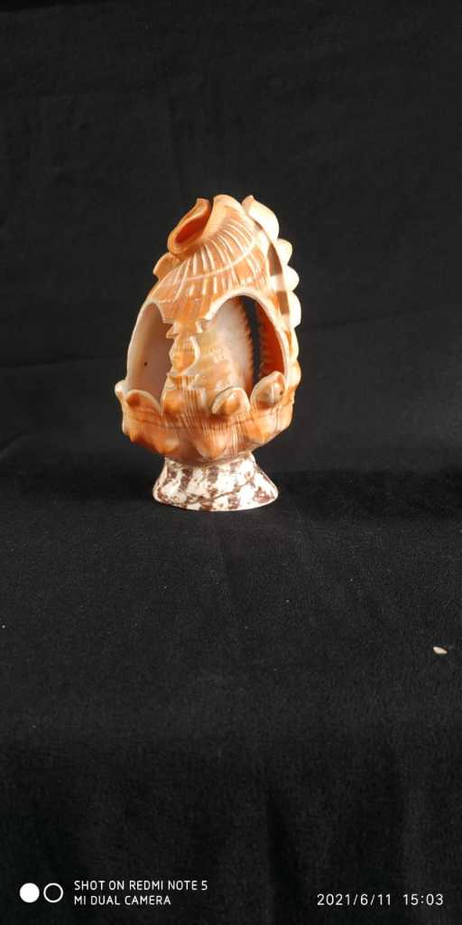 Pajangan Keong  [Hb 5]