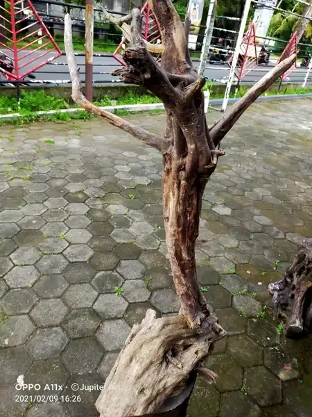 Alien Pemersatu Bangsa