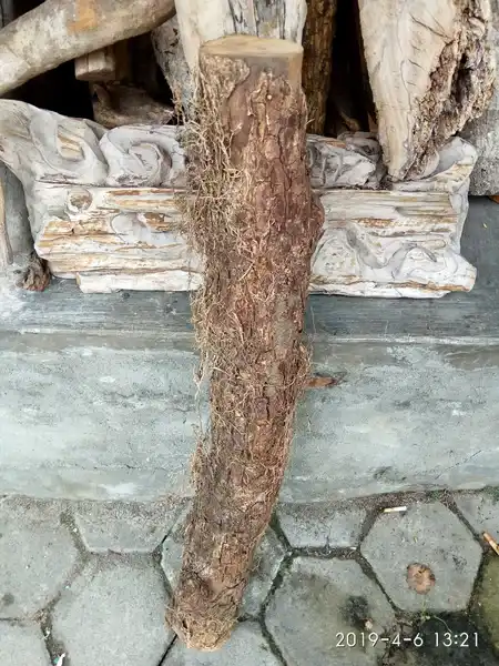 Klumpret Sultan Agung mati ngurak