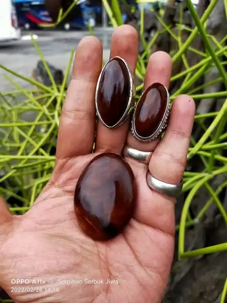 Kamboja JAKA Tingkir mata cincin jumbo