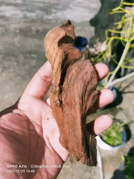 Galih Gandul Kayu 1000 mimpi Sultan Agung langka rare