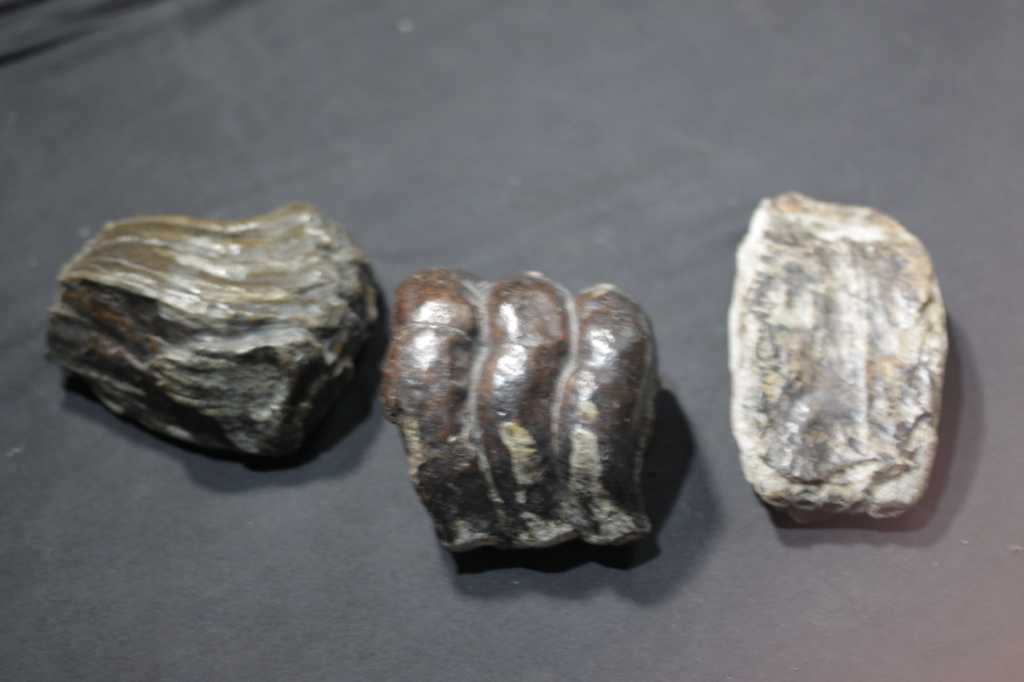 3 Fosil Tulang Hewan