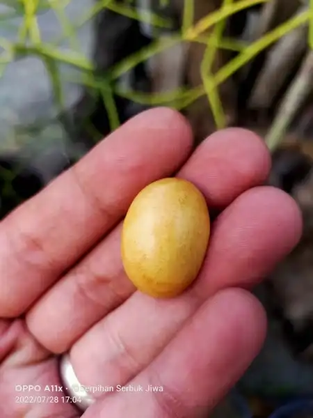 Mata Cincin Kayu Legendaris Arjuna Gunung Sumbing