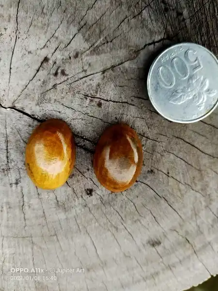 Widodari Pantai selatan