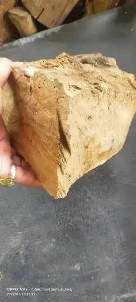 Galih Gandul Ringin Sepuh Sunan Kalijaga Mataram