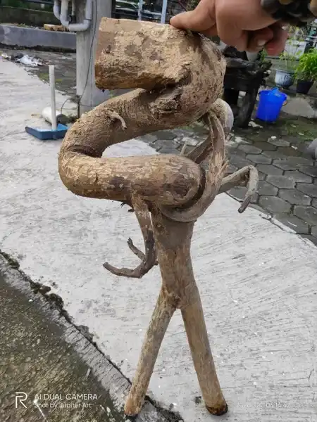 Kayu Bodi bentuk unik origin pantai selatan