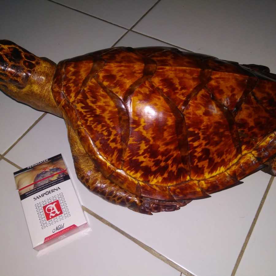 Hiasan Dinding Kura Kura Vintage