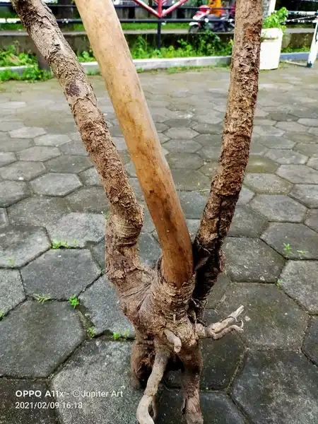 Trisula Tawangsari Origin Sendang widodari Parangtritis