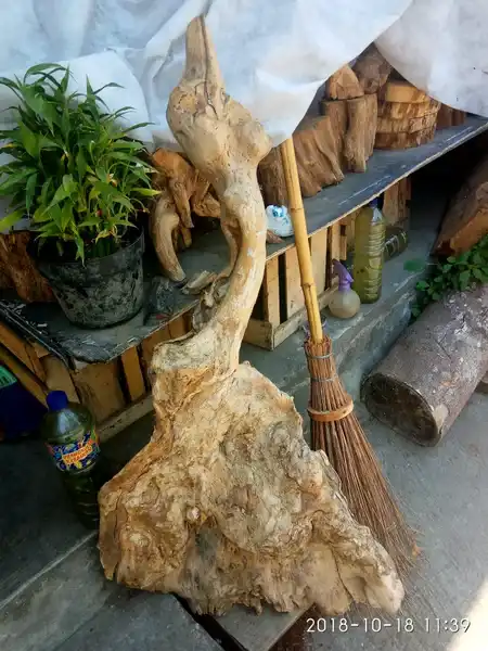 Serut mati ngurak origin pantai selatan dengan bentuknya yang unik seperti bangau