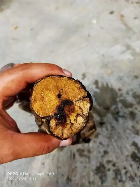 Sekar Jagad merapi mati ngurak ada galih