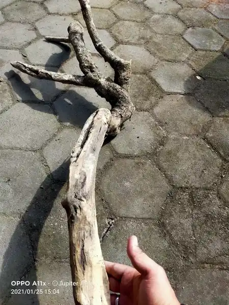 Tlogosari Ki Ageng Ngerang bentuk unik limited rare