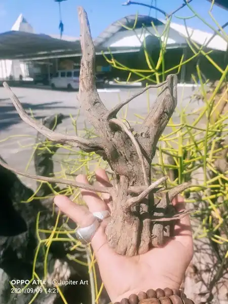 Bonggol Kayu Legenda Sekar Jagad Merapi sangat langka